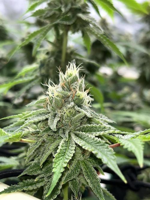 Toronjaz- Blacktuna. Week 10