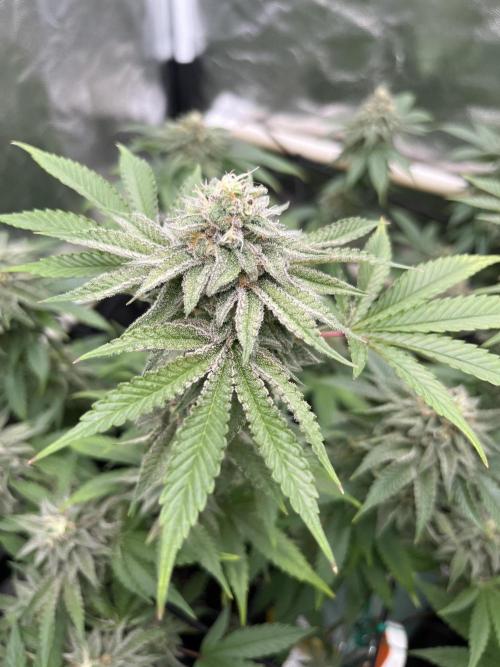 Toronjaz- Blacktuna. Week 10