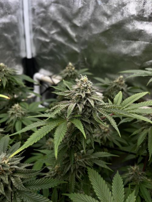 Toronjaz- Blacktuna. Week 10