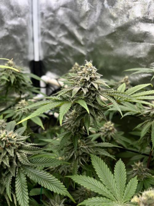 Toronjaz- Blacktuna. Week 10