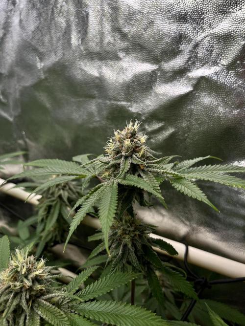 Toronjaz- Blacktuna. Week 10