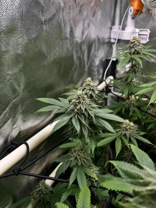 Toronjaz- Blacktuna. Week 10