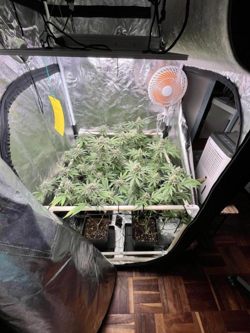 Toronjaz- Blacktuna. Week 10