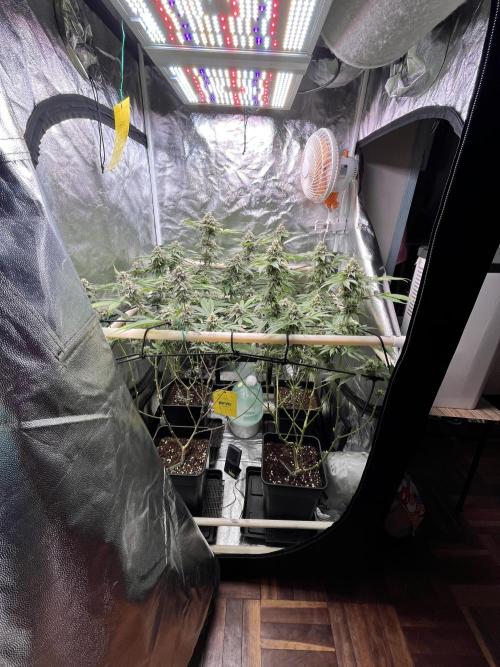 Toronjaz- Blacktuna. Week 10