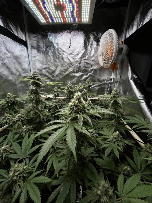 Toronjaz- Blacktuna. Week 10