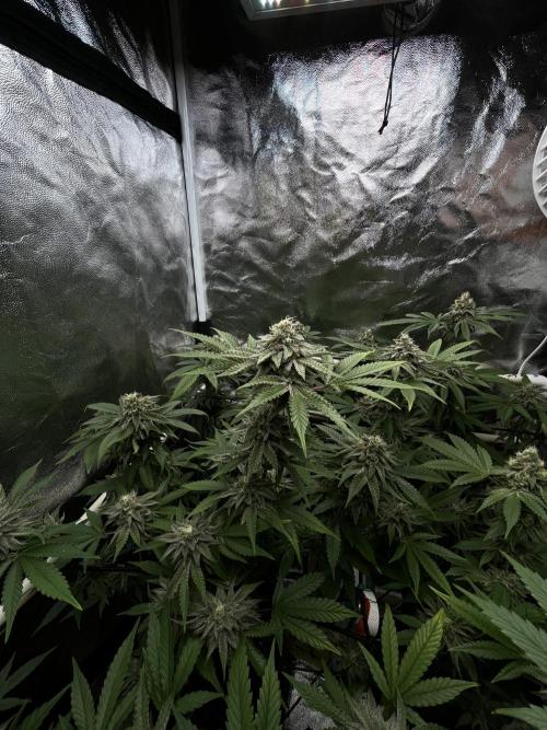 Toronjaz- Blacktuna. Week 10