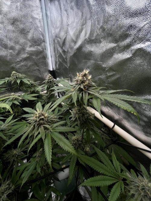 Toronjaz- Blacktuna. Week 10