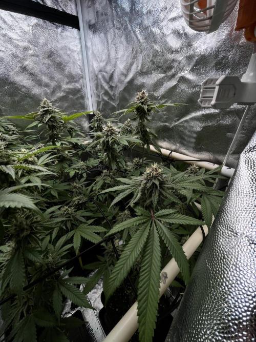 Toronjaz- Blacktuna. Week 10