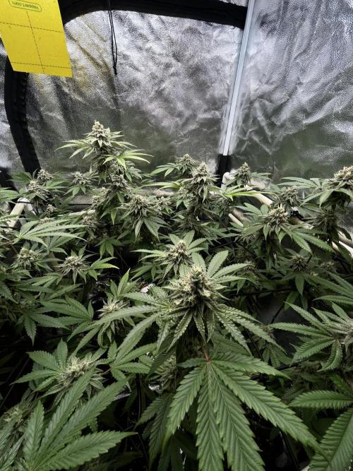 Toronjaz- Blacktuna. Week 10