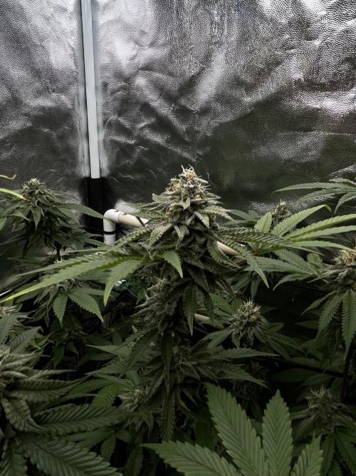 Toronjaz- Blacktuna. Week 10