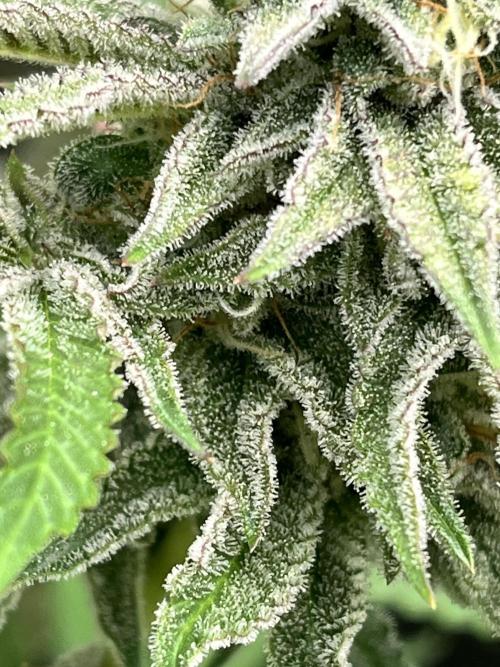 Toronjaz- Blacktuna. Week 10