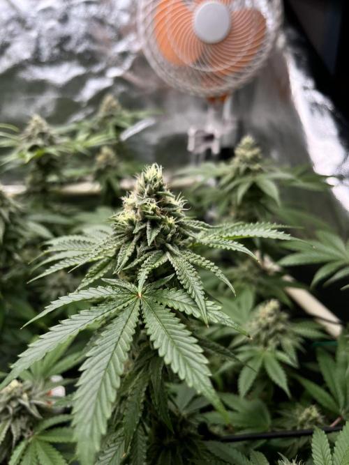 Toronjaz- Blacktuna. Week 10