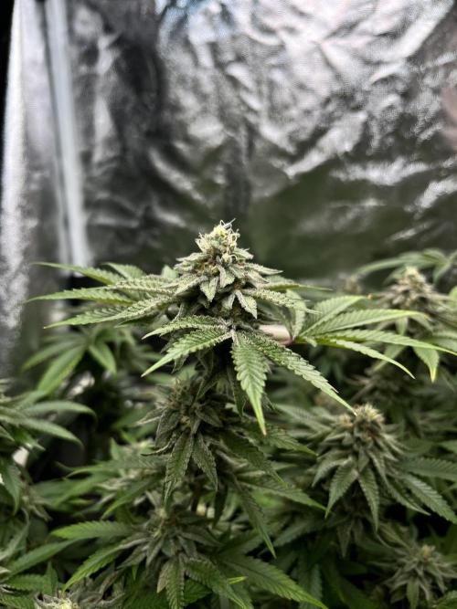 Toronjaz- Blacktuna. Week 10