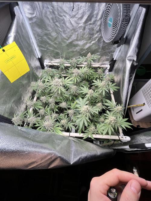 Toronjaz- Blacktuna. Week 11