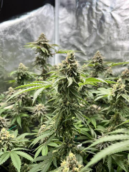 Toronjaz- Blacktuna. Week 11