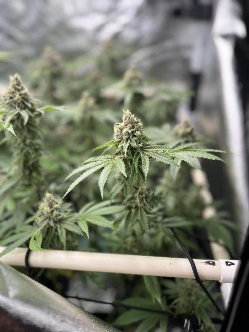 Toronjaz- Blacktuna. Week 11