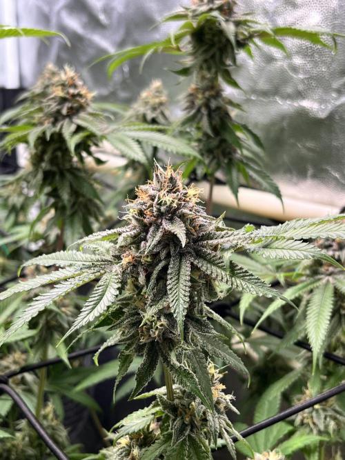 Toronjaz- Blacktuna. Week 11