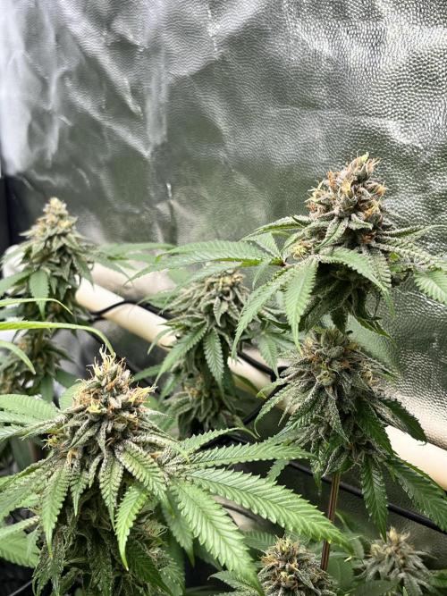 Toronjaz- Blacktuna. Week 11