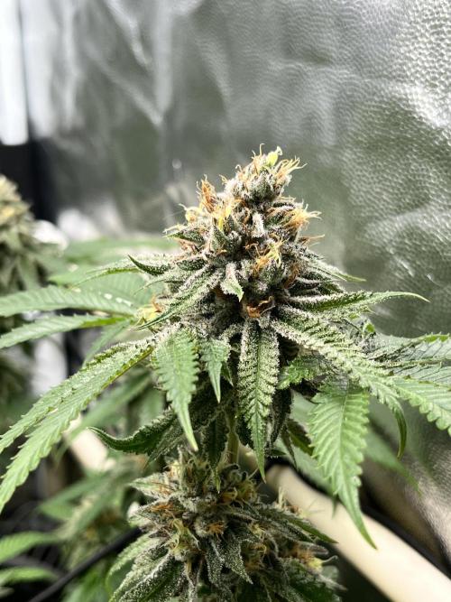 Toronjaz- Blacktuna. Week 11