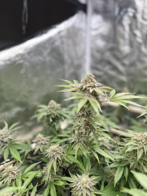 Toronjaz- Blacktuna. Week 11