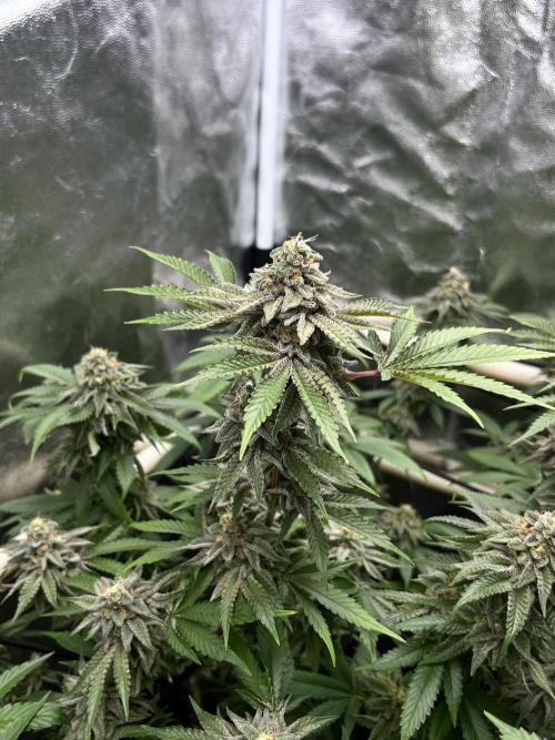 Toronjaz- Blacktuna. Week 11