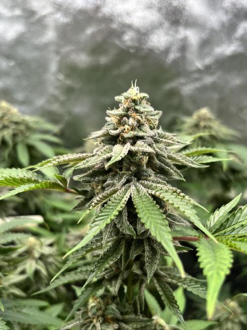 Toronjaz- Blacktuna. Week 11