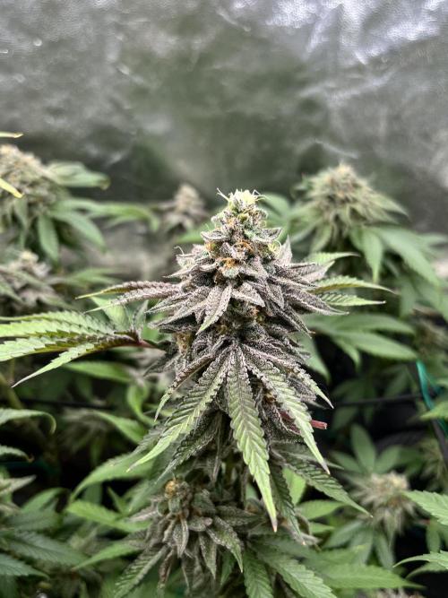 Toronjaz- Blacktuna. Week 12 - El feno que analizamos F5