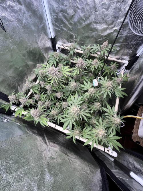 Toronjaz- Blacktuna. Week 12
