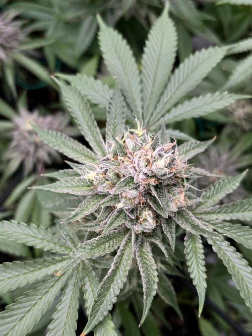 Toronjaz- Blacktuna. Week 12