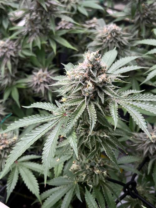 Toronjaz- Blacktuna. Week 12