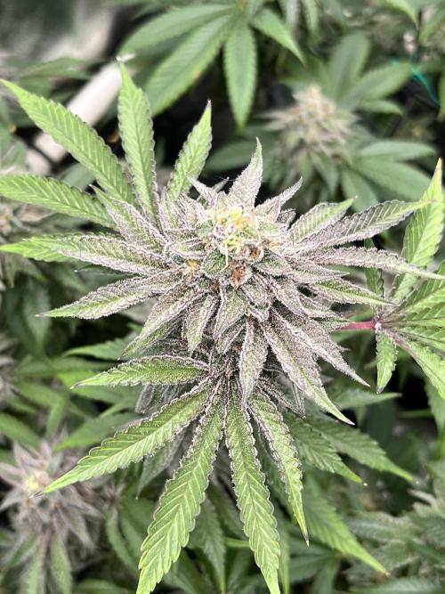 Toronjaz- Blacktuna. Week 12