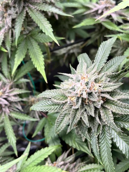 Toronjaz- Blacktuna. Week 12