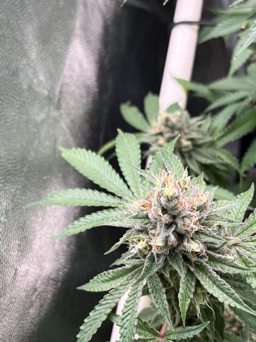 Toronjaz- Blacktuna. Week 12