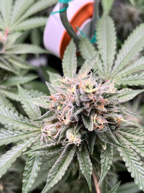 Toronjaz- Blacktuna. Week 12