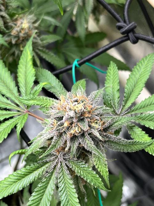 Toronjaz- Blacktuna. Week 12