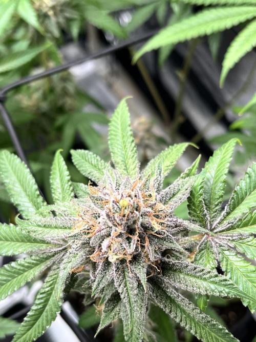 Toronjaz- Blacktuna. Week 12