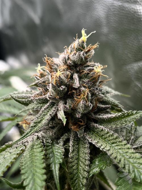 Toronjaz- Blacktuna. Week 12