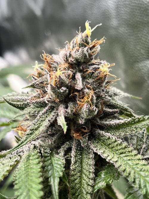 Toronjaz- Blacktuna. Week 12