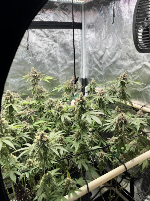Toronjaz- Blacktuna. Week 12