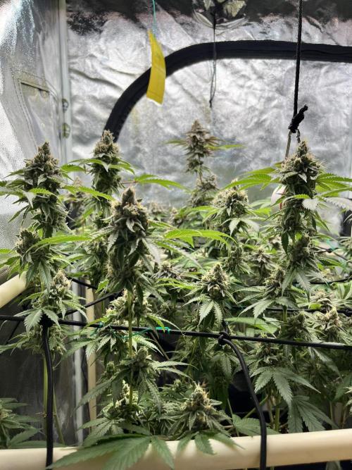 Toronjaz- Blacktuna. Week 12