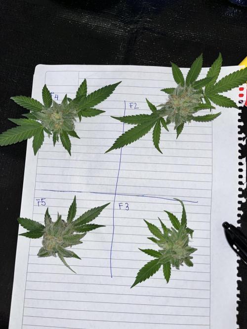 Toronjaz- Blacktuna. Week 12