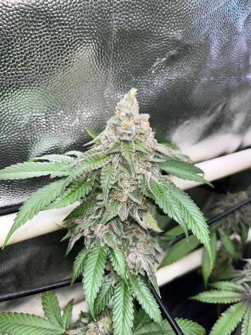 Toronjaz- Blacktuna. Week 13