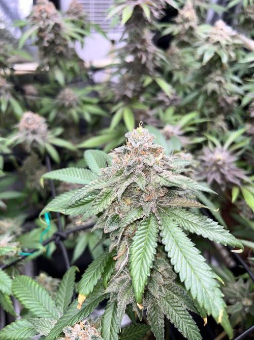 Toronjaz- Blacktuna. Week 13