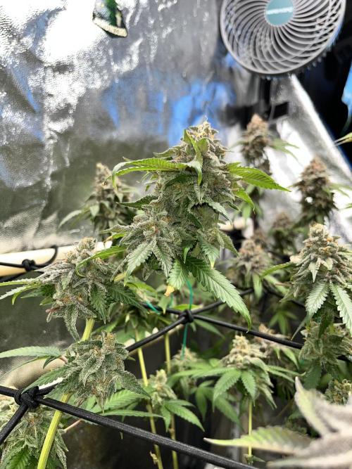 Toronjaz- Blacktuna. Week 13