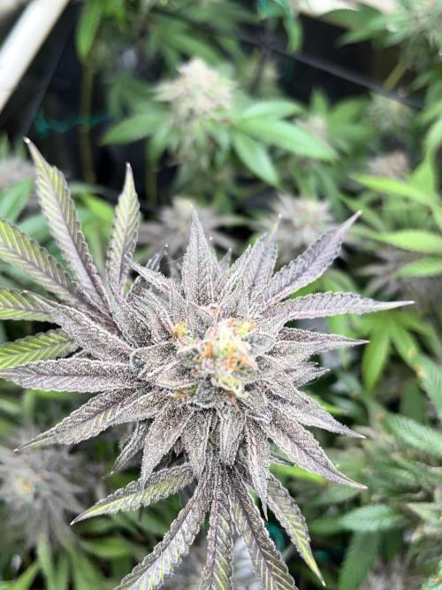 Toronjaz- Blacktuna. Week 13
