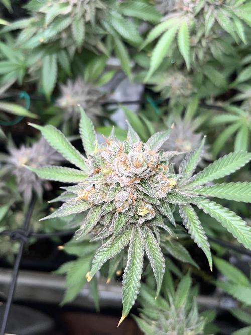 Toronjaz- Blacktuna. Week 13