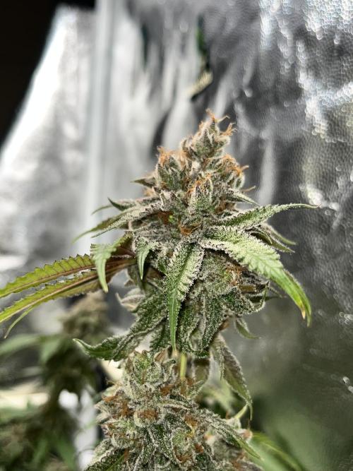 Toronjaz- Blacktuna. Week 13