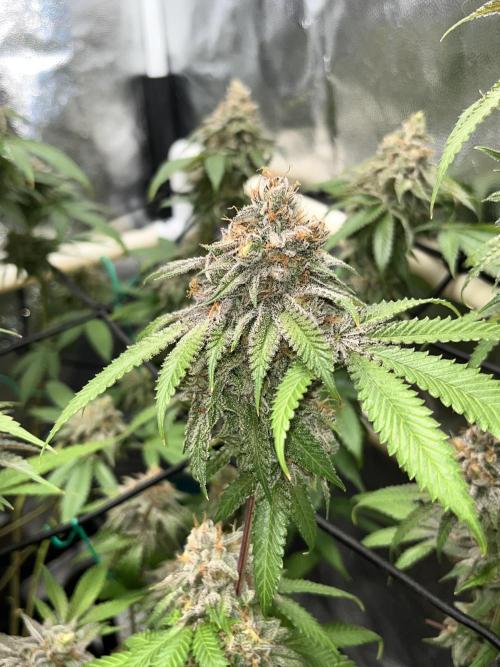 Toronjaz- Blacktuna. Week 13