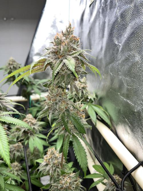 Toronjaz- Blacktuna. Week 13