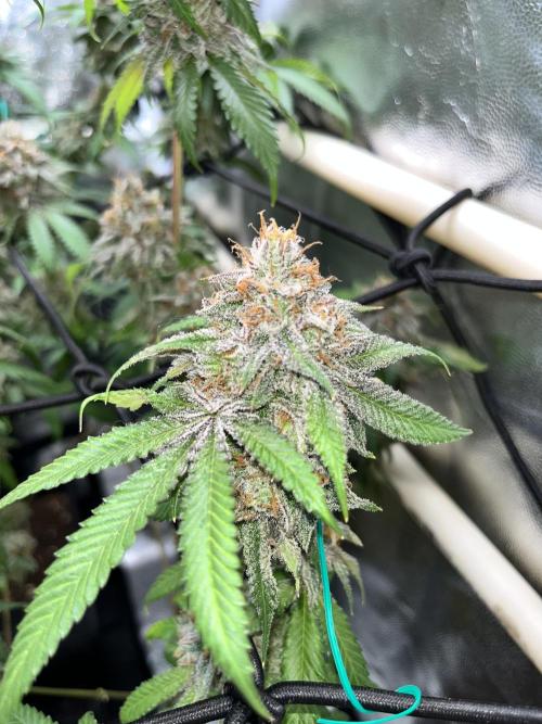 Toronjaz- Blacktuna. Week 13